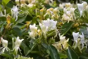 HONEYSUCKLE Fragrance Concentrate, 16 oz bottle. Flat rate shipping any quantity