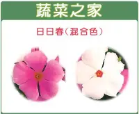 在飛比找Yahoo!奇摩拍賣優惠-【蔬菜之家00H39】大包裝.日日春(混合色，高45~60c