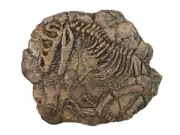 Dinosaur fossil replica (T-rex)