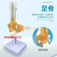 在飛比找Yahoo!奇摩拍賣優惠-模型自然大腳關節模型踝關節模w型人體骨骼足部模型教學培訓專用