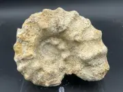 Spiky,BIG 7” Main St Texas Cretaceous Dinosaur Age Fossil Mortoniceras Ammonite!