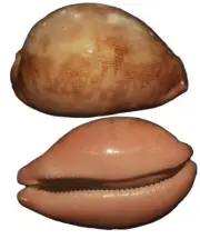 555 seashells Cypraea mappa PINK BASE 77.5mm F+++/gem, superb cloudy pattern, pi