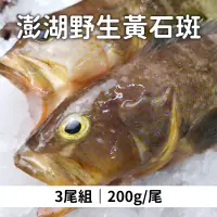 在飛比找台灣好農優惠-(3尾組)【洄家吃魚】澎湖野生黃石斑200g/尾