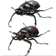 Ikimono Encyclopedia Actyon Zou Kabuto Marsu Zou Kabuto Bandai BANDAI
