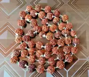 5 mukhi rudraksha mala nepal beads in pure silver cap 55 beads energized