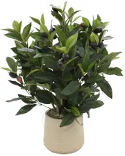 Creative Displays Olive Plant