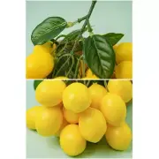 Artificial Lemons String, Faux Lemon Fake Yellow Lemon Fake Fruit