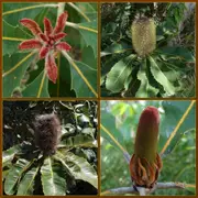 Banksia robur Swamp Banksia Tree -