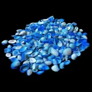Blue Ark White Shells For Crafts Art Decor Natural Sea Shell approx.100 pcs