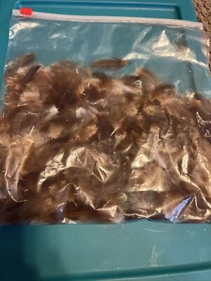 real bird feathers