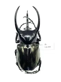 在飛比找露天拍賣優惠-Chalcosoma chiron janssensi.高卡