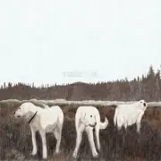 Foxing - The Albatross: Ten Years [New Vinyl LP] Brown, Colored Vinyl