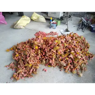 已脫皮的原生種台東蘇鐵  鐵樹種子  蘇鐵種子 盆景樹種  協助新手種植去皮的最佳選擇