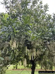 Buy Macadamia A4 Tree in Aust - Macadamia tetraphylla x integrifolia