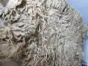 4+lbs Wool Navajo Churro Whole fleece weaving felting knitting raw wool fiber