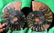 Large Black Ammonite Pair Crystals XXL 6.6" 110myo Dinosaur age fossil a3732yy