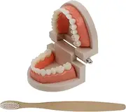 CHILDWEET 1 Set Teeth Model for Boys and Girls Brushing Teaching Early Childhood Oral Education Tool Random Color