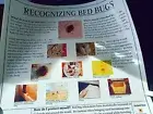 Educational Bedbug Poster