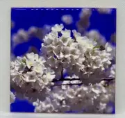Cherry Blossoms Washington DC Ceramic Tile Trivet Coaster Travel Souvenir 4"x4"
