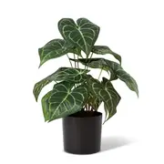[James Lanei] Anthurium Plant Potted - 32 x 30 x 42cm