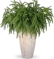 Rowfad 12 Pcs Christmas Norfolk Pine Branches, Norfolk Pine Artificial Christmas Stems DIY Crafts Faux Christmas Greenary Norfolk Pine Branches for Xmas Wreath Garland Home Decor (12)