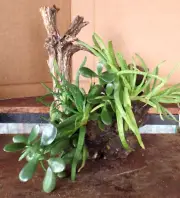 One of a Kind Sand Casted Planter with Aloe & Jade Plants by JC (c)