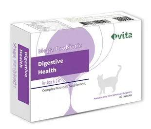 [免運]ivita虎揚 Digestive Health常樂 -60粒 含布拉酵母菌 似腸保寶.益生菌動物醫院專賣