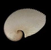 Seashells Argonauta argo 211.4mm Rare size GINAT Aquarium Decoration Products