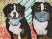Bernese Mountain Dog in Quarantine Pop Art 8 x 10 Signed Print Collectible KSams