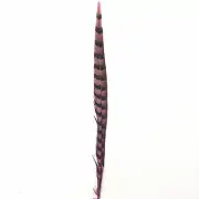 30" to 32" Reeves Pheasant Tail Feather - Hot Pink ((SECONDS))