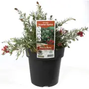 200mm Grevillea Scarlet Sprite - Grevillea rosmarinifolia