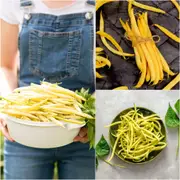 Bean Bush - Top Notch Golden Wax seeds