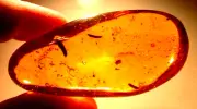 Mimosa Plant Leaflets Ants in Orange Dominican Amber Fossil Gem LARGE 34 g Piece