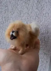 OOAK Miniature Dollhouse Chow-chow dog by Malga