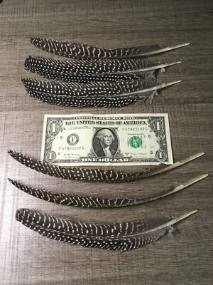 6 wing feathers French Guinea for fly tying, fletching, crafts, hats, jewelry