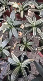 1/3/5pcs Boutique liveSucculent Plant Agave desmetiana WYSIWYG Garden