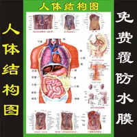 在飛比找蝦皮購物優惠-特賣 人體內臟解剖系統示意圖醫學宣傳掛圖人體器官心臟結構圖醫