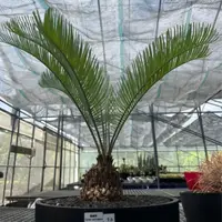 在飛比找蝦皮購物優惠-澳洲藍葉鐵樹/凱恩斯/cycas cairnsiana/藤.