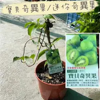 在飛比找蝦皮購物優惠-田尾玫瑰園 l 寶貝奇異果、軟棗獼猴桃、迷你奇異果【6吋盆 