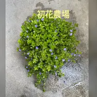 在飛比找蝦皮購物優惠-初花農場|海洋之星|5吋盆|水生植物|------定價180