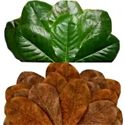 Dried Quality Terminalia Catappa Indian Almond Kottamba Leaves Aquarium betta