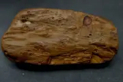 Petrified wood limb from Entre Rios Province, Argentina. 25AA