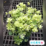 初花農場|肯特奧勒岡|5吋盆|香草植物|----定價180特價150