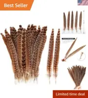 24pc Natural Ringneck Pheasant Feathers (8-10in) for Elegant Craft Projects