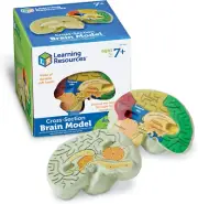Cross-Section Brain Model - 2 Pieces, Ages 7+ Brain Anatomy Model, Brain Functio
