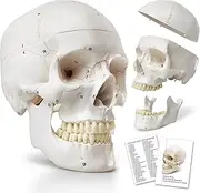 HADWYN 2025 Human Skull Anatomical Model,with Painted Sutures 54 Pcs Labeled Numbered Skull Models for Medical Students,Human Brain Model for Kids Drawing Anatomy