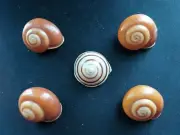#10300 Lot of 5 different nice Australia/Brazil approx 38-42mm land snail shells