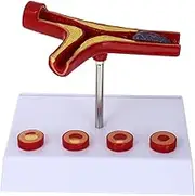 Vascular Model Medical Educational Model Human Education Display Tool Human Blood Vessel Model Cardiovascular Display Model Maniquine Elderly Teaching Supplies Human Body PVC