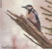 Dish Cloth Bird, Woodpecker – Nils Eriksson Design