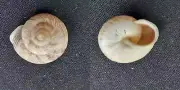 #E100 Eulota Luhuana Hickonis, Kobe Japan. 18mm land snail shell